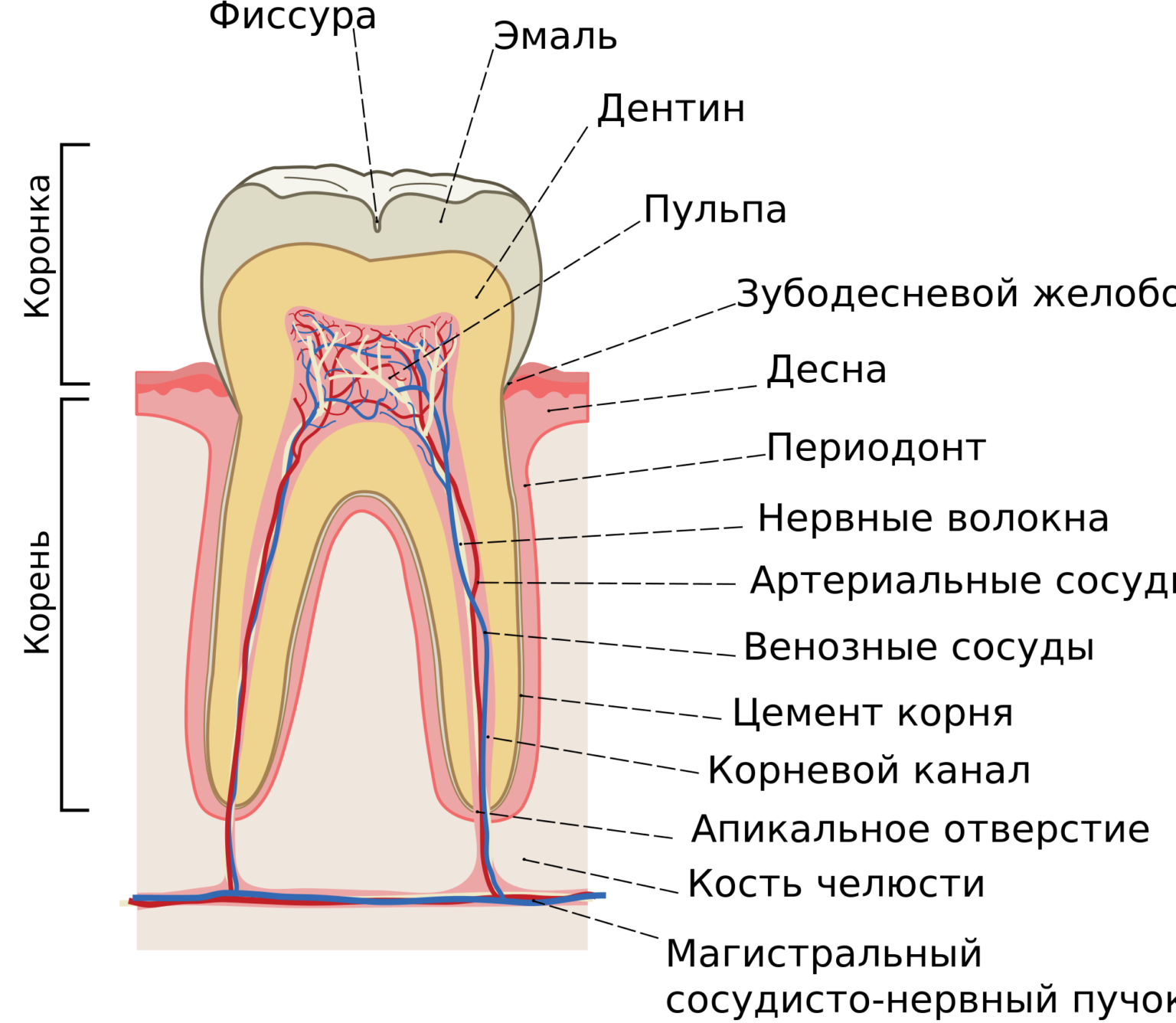 Эмаль человека. Строение зуба эмаль дентин цемент. Строение зуба человека схема с описанием. Анатомическое строение дуба. Схема внутреннего строения зуба.