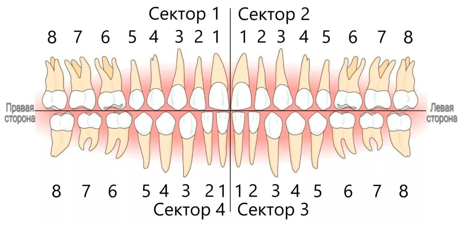 Картинка зубов по номерам