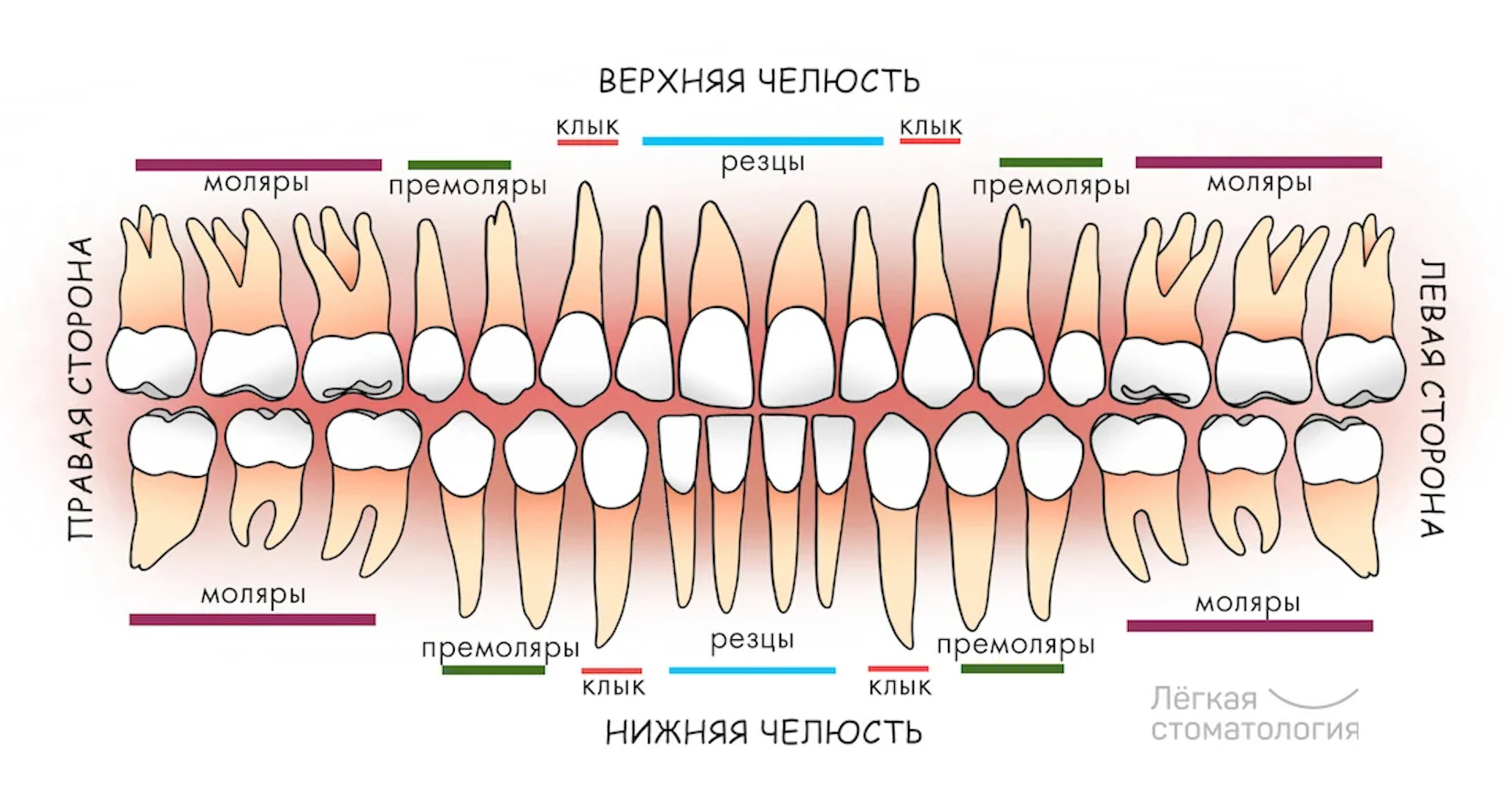 Зубной ряд схема